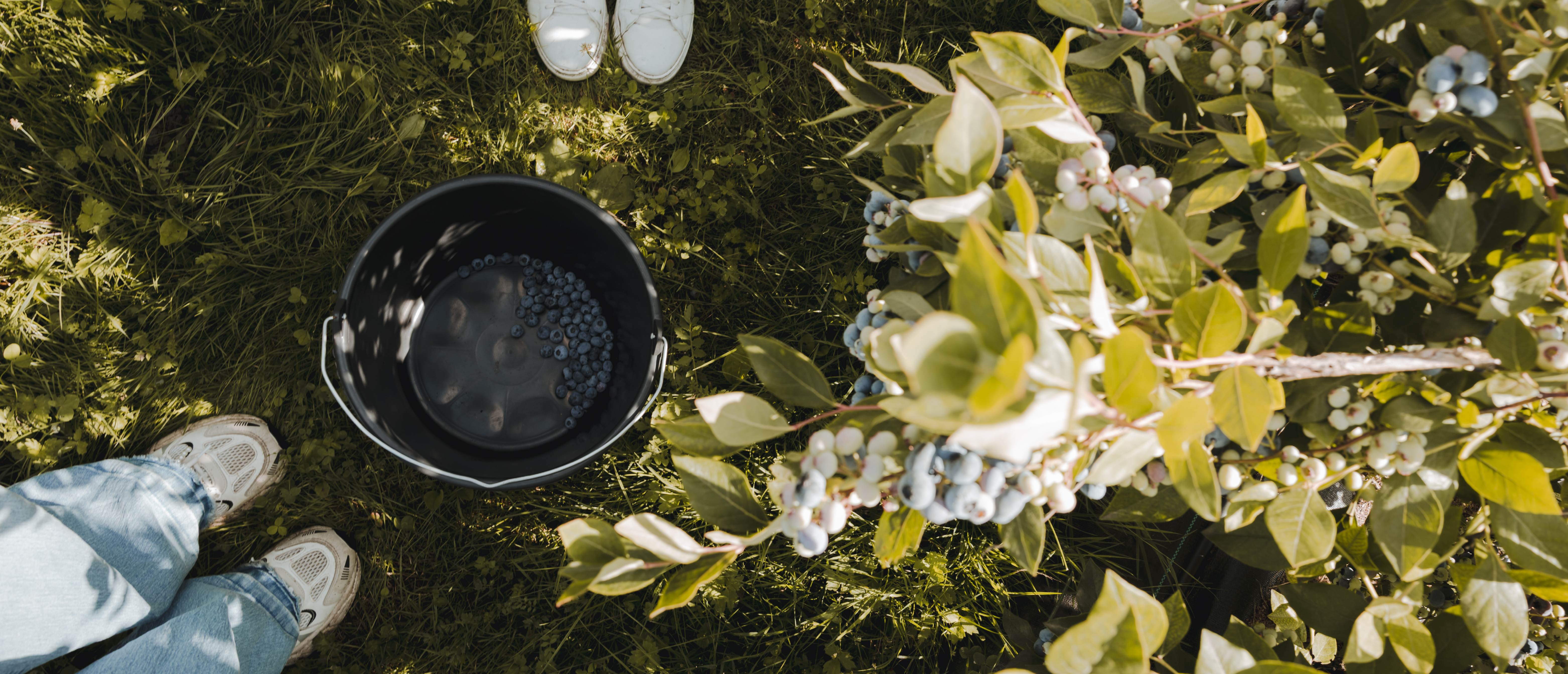 Zomer op z'n bes(t). Blauwe bessen aan een struik. Blauwe bessen in een emmer
