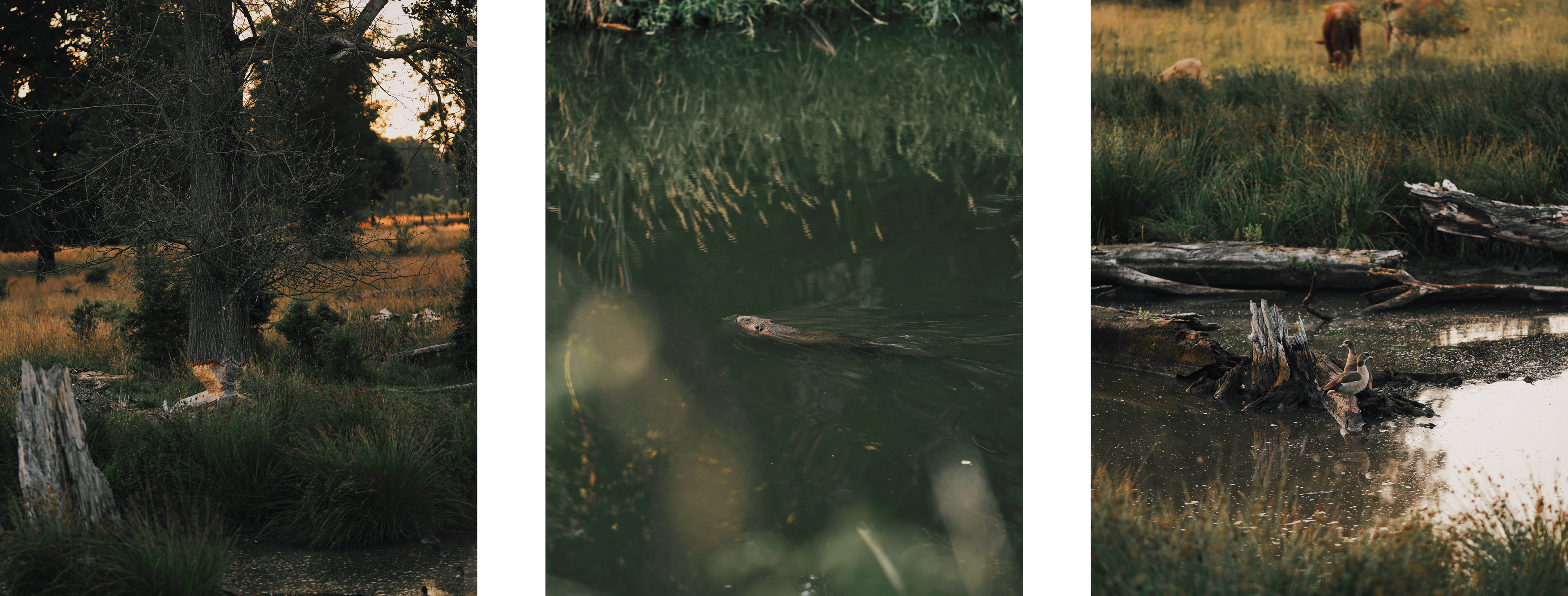 drieluik van bever, afgeknaagde boom en gans