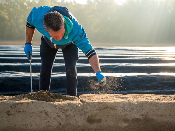 Man staat tussen de aspergevelden met asperge in zijn hand
