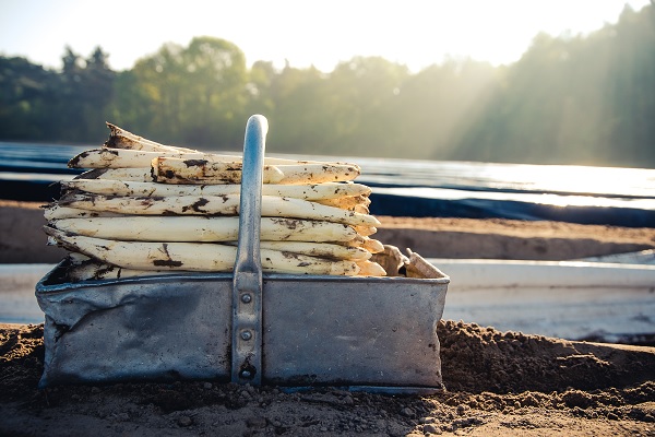Verse asperges, net gestoken van het aspergeveld