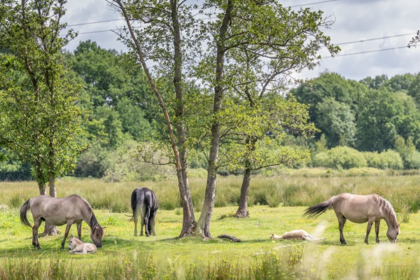 Paarden grazen in de groene omgeving van KempenBroek
