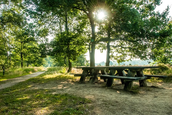 Picknickbank in Nationaal Park de Meinweg